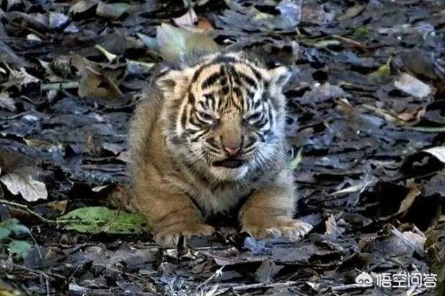 猛虎之家:现实中的老虎会和动漫中的老虎一模一样吗？