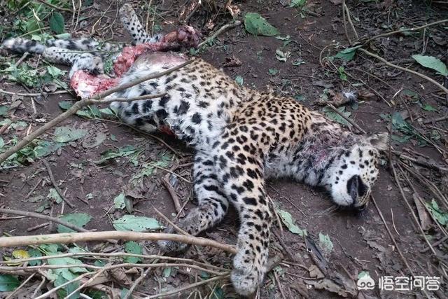 猞猁图片:为什么猫科动物之间不吃对方的肉？