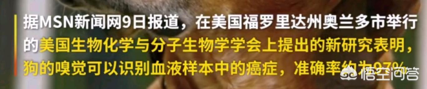 狗狗心事 最后一段:如果狗狗心情不好怎么办？