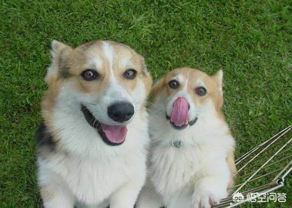 四个月柯基犬图片:四个月多的柯基应该多少斤呢？