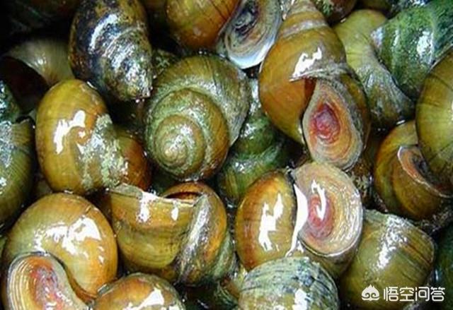 食用笠螺图片:钉螺是什么？经常吃有什么危害？