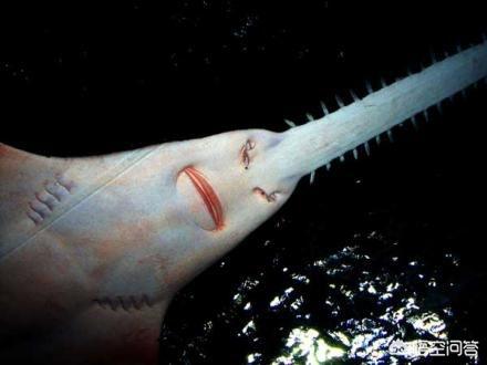 头条问答 - 凭靠一把大锯齿快狠准杀敌无数的"海怪"锯鳐,为何越来越难