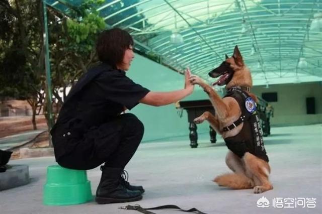 地震救援搜救犬:警犬退役后会怎样处理？会被人领养吗？