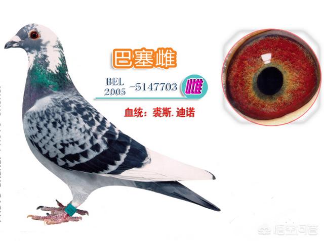 动物消化系统常见疾病案例:消化系统常见疾病的诊治答案 三天前喂的玉米粒，小鸽子消化不了怎么办？