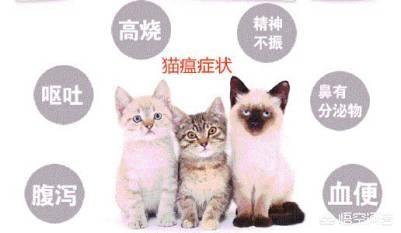 猫娘计划问题:猫娘计划  银渐层母猫拉稀半个月了？该怎么办好？