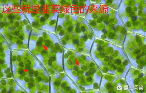 提摩西草怎么保存才鲜绿:提摩西能长多高？怎么种植？