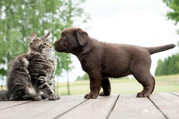 狗吃了松木猫砂怎么办:为什么有的狗喜欢吃猫屎？