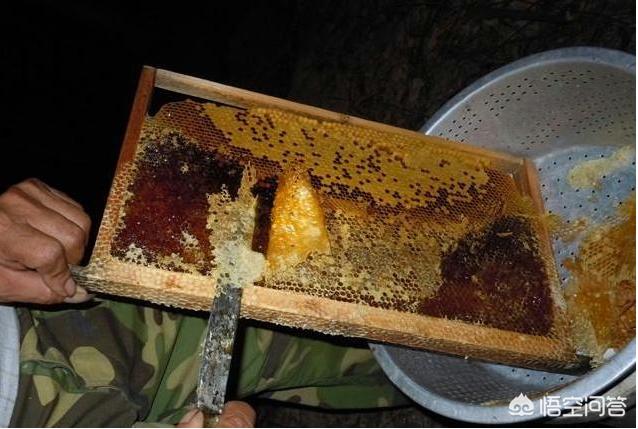 东东画眉鸟的饲养视频:驯养画眉鸟，需要注意些什么呢？