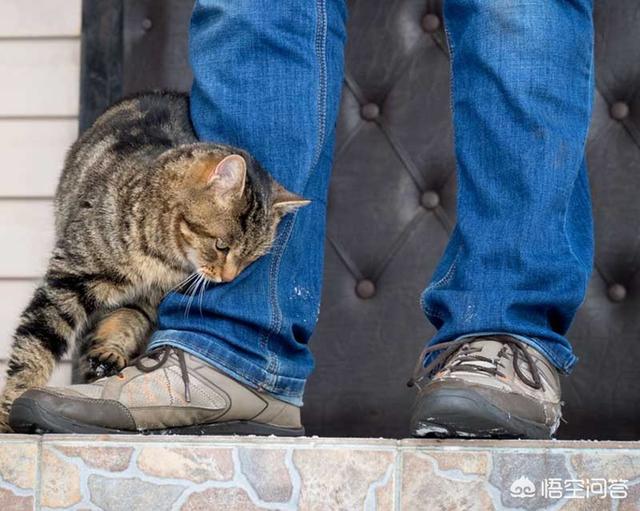猫在你鞋底下蹭来蹭去是什么意思:猫往你脚上蹭是什么意思 为什么猫咪喜欢蹭主人的腿？