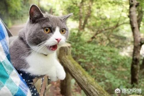 猫离家出走预示着风水,猫跑出去了，还会回来吗？