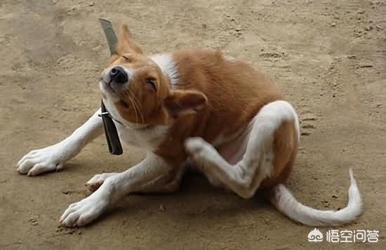 犬传染性气管支气管炎的临床表现:狗狗天冷以后总是咳嗽，怎么办？