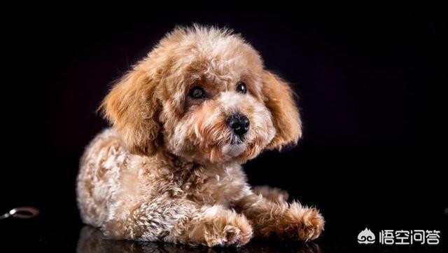 贵宾犬论坛最新在线观看:贵宾犬最喜欢对着主人做什么样的事？