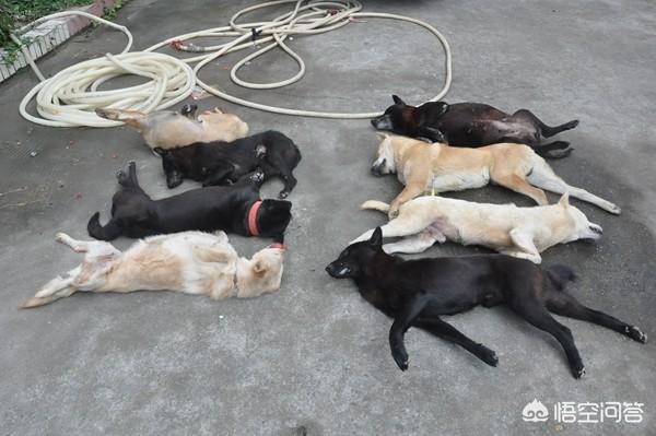 藏獒之王狗王偷藏獒:三只藏獒是否可以打赢一只孟加拉虎？有什么科学依据？