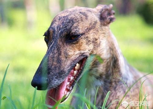 格力犬图片:格力犬趴蹄补钙立耳，格力犬补钙有点趴蹄怎么办呢？