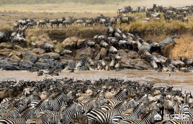 非洲游客在京中暑，把十只哈士奇放到非洲大草原，会有什么样的后果为什么