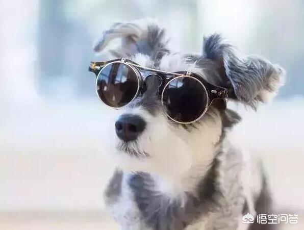 雪纳瑞犬北京宠物论坛:雪纳瑞不吃狗粮怎么回事？