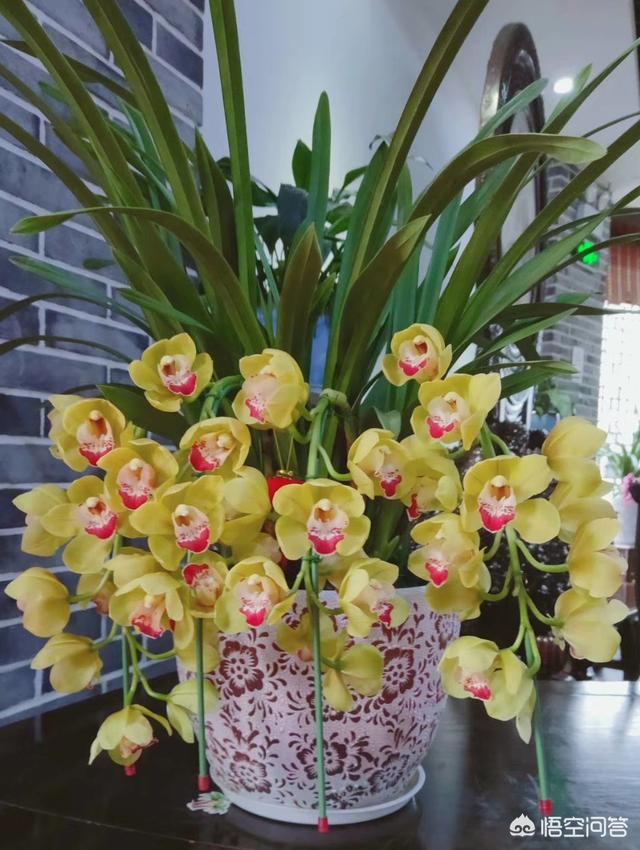 九子大花蕙兰图片大全:开花的大花惠兰怎么养护管理，请教一下？
