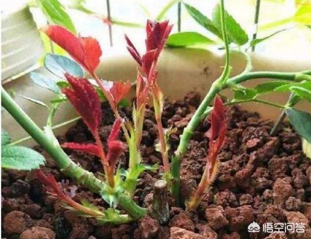 冒出,为什么水中常有气泡冒出？