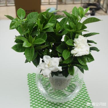 水培吊兰需要阳光吗:水培吊兰需要晒太阳吗 水培桅子花不见阳光可以吗？
