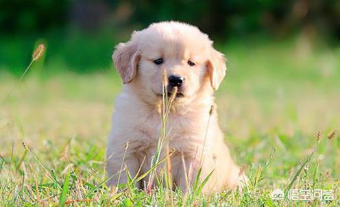 3个月金丹犬:三个月的金毛适合吃生鸡背吗？