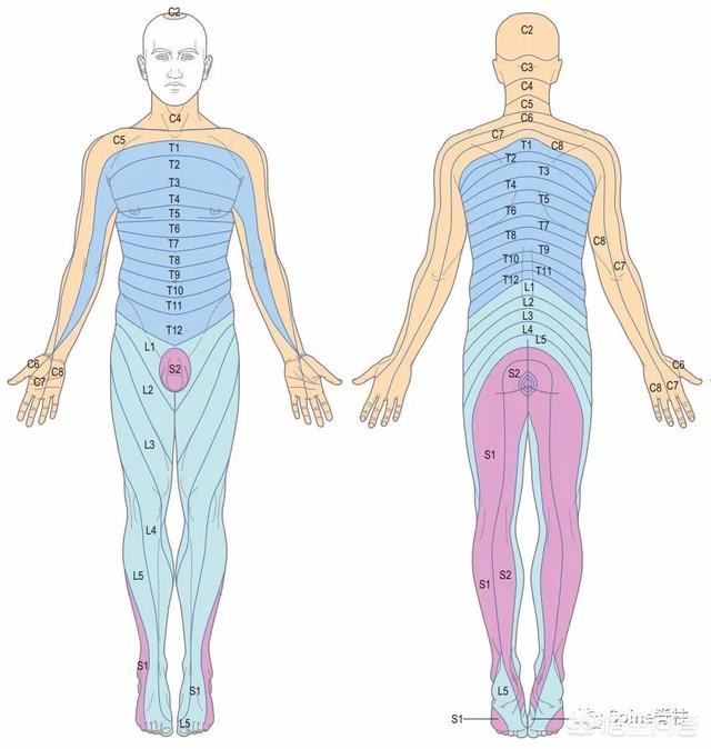 头条问答 - 请问腰椎l4l5压迫和l5si压迫症是一样的吗?(1个回答)