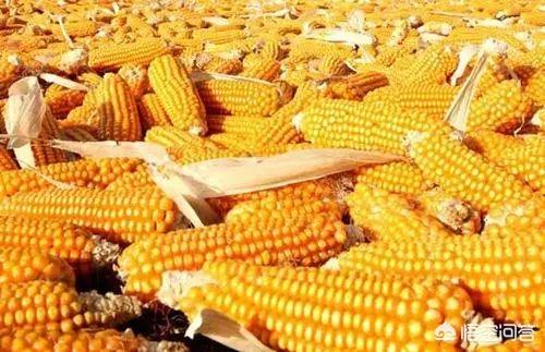 美国 耐威克 主粮:国际大米、小麦“双双提价”？需不需要及时存粮？