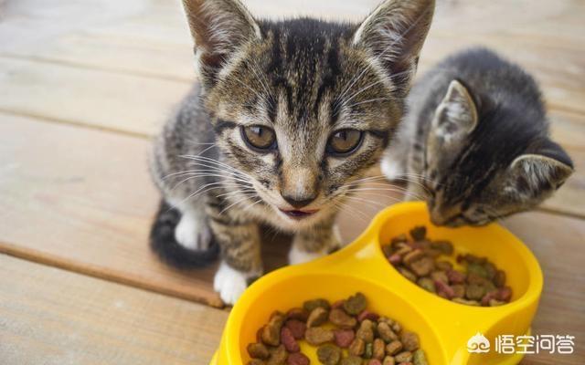 母猫会养小猫吗:为什么母猫会把小猫叼到主人面前？