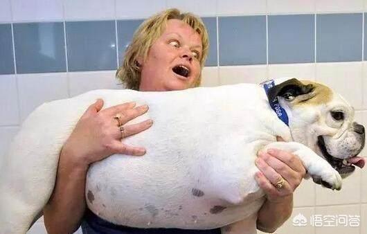 法斗犬能坐飞机吗:宠物可以带上飞机么，宠物如何办理托运？