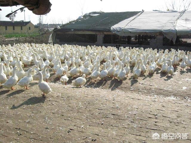 海蓝兽:海蓝兽多少钱一只 历史上有哪些颜值逆天的文物？
