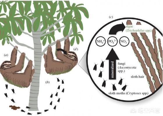 考拉只能吃桉树叶吗，树栖生物会在树上空投粑粑吗