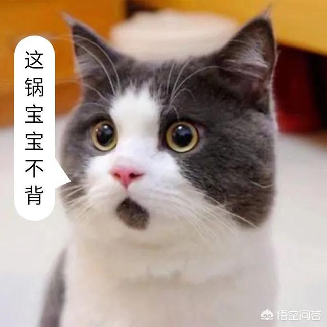 埃及猫的传说在古埃及:为什么猫出现的地方总有怪事发生？