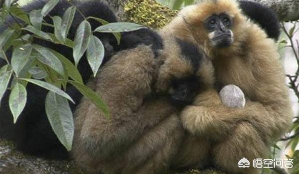 世界珍稀动物灭绝名单:世界上最濒危灭绝的10大物种？