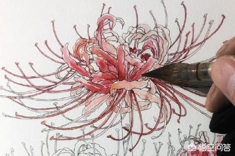 哪吒简笔画,如何画出彼岸花（石蒜）？