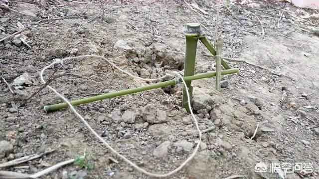 被宣布灭绝30年的鹿类有蹄类生物银背鼷鹿在越南被重新发现那么野生