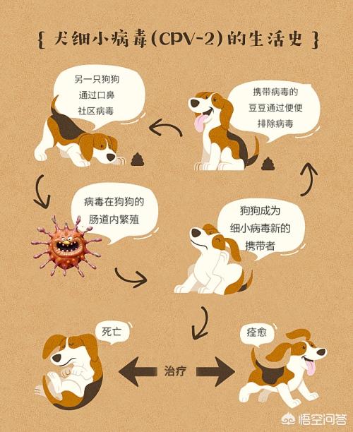 哈士奇细小是什么病:狗狗细小是什么病？该如何应对？ 哈士奇细小是什么症状