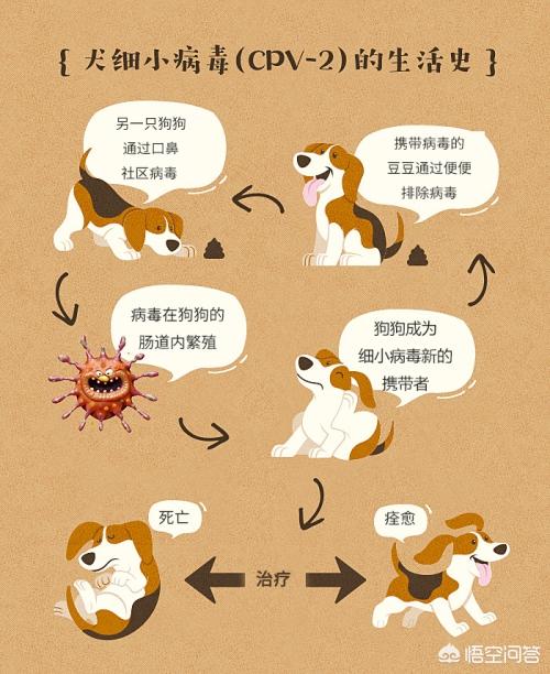 巴哥犬细小病毒的治疗方案:狗狗细小是什么病？该如何应对？ 巴哥犬细小病毒