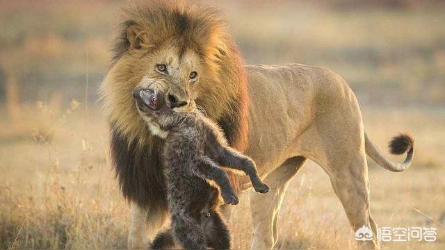群狼谷论坛资源下载:狮子经常捕杀鬣狗，换做老虎能打赢鬣狗吗