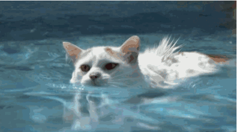 猫科动物:大多数猫科动物会游泳，为什么家猫看似不会游泳？ 猫科动物和犬科动物