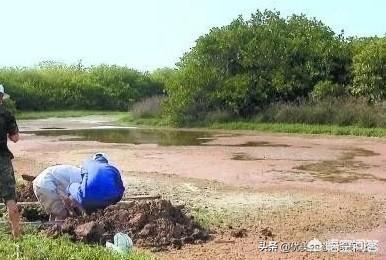 西沙东岛野牛群有多少头，西沙群岛发现神秘野牛群，这里与世隔绝，野牛从哪里来的