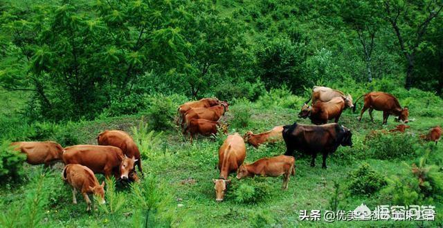 西沙群岛发现神秘野牛群，这里与世隔绝，野牛从哪里来的？