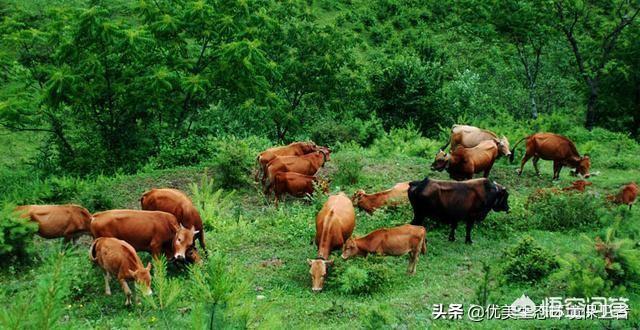 西沙东岛野牛群有多少头，西沙群岛发现神秘野牛群，这里与世隔绝，野牛从哪里来的