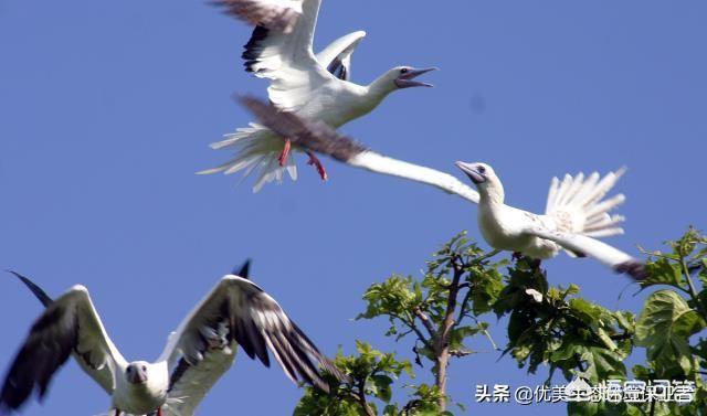 西沙东岛野牛群有多少头，西沙群岛发现神秘野牛群，这里与世隔绝，野牛从哪里来的