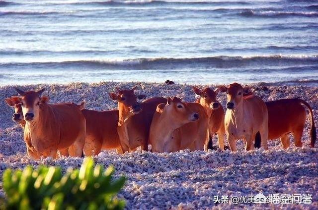 西沙东岛野牛群有多少头，西沙群岛发现神秘野牛群，这里与世隔绝，野牛从哪里来的