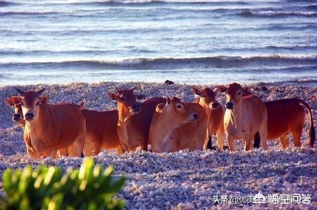 西沙群岛发现神秘野牛群，这里与世隔绝，野牛从哪里来的？