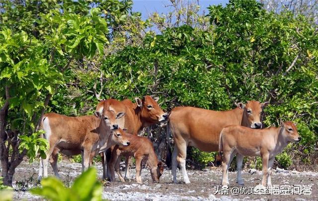 西沙东岛野牛群有多少头，西沙群岛发现神秘野牛群，这里与世隔绝，野牛从哪里来的