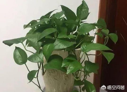 一叶兰能用淘米水浇吗:淘米水可以浇花吗？效果如何？