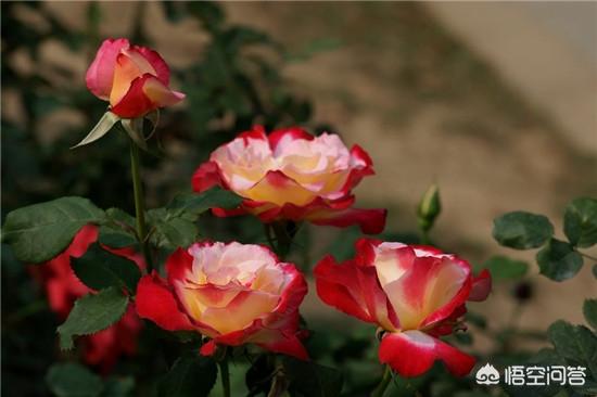 最香的几款月季品种是什么？插图152