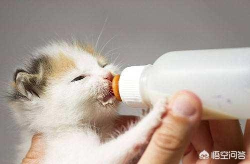 猫最佳喂食时间:喂食猫咪的正确频率是什么？