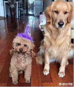 串蝴蝶犬能长多大:金毛和泰迪的串串能长多大？