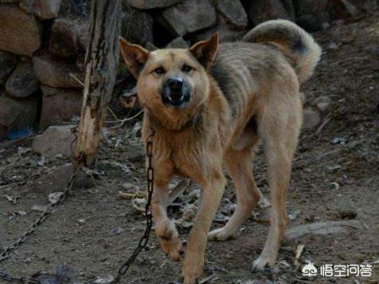 犬饲先生养狗记详情介绍:为什么农村的狗几乎不会生病，它们真的会自己找药吃吗？ 犬饲先生养狗记电影